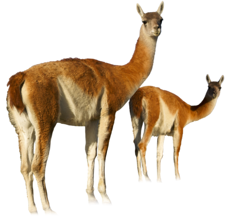 guanaco1